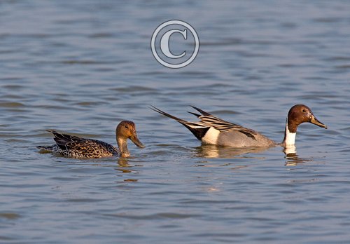 Pair Pintail Ducks
